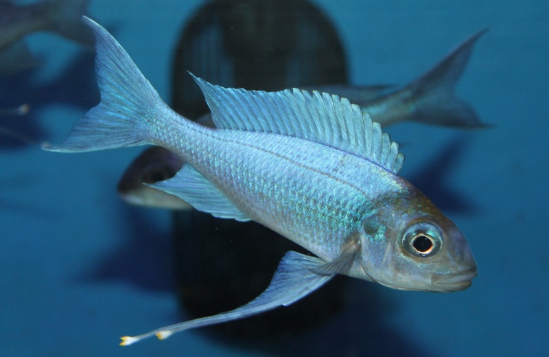 Ophthalmotilapia ventralis 'Kasanga'